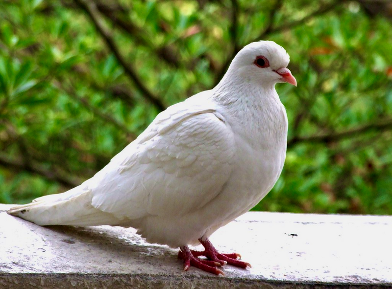 File:Dove of Peace.png