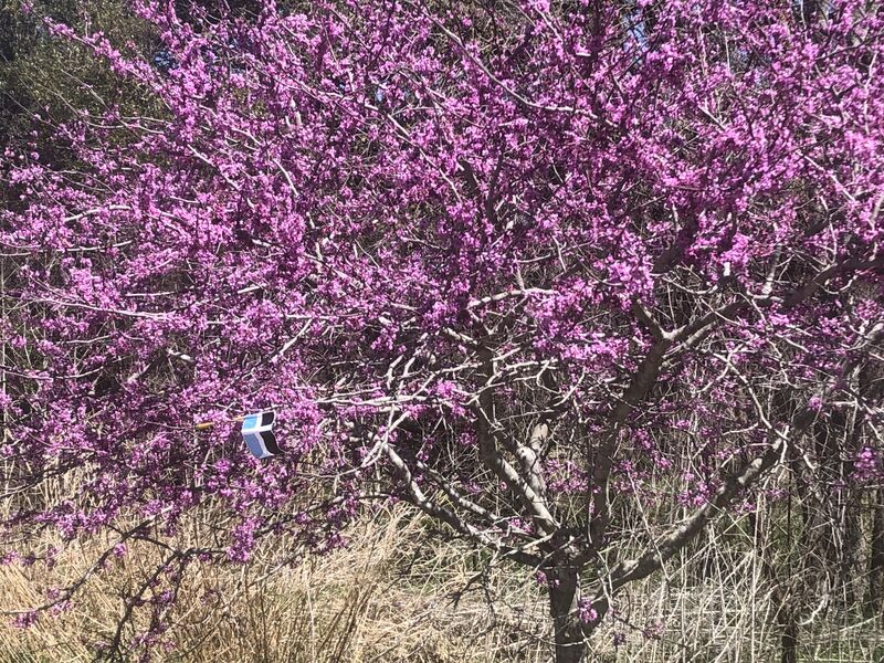 File:Bradonian Cherry Blossom.jpg