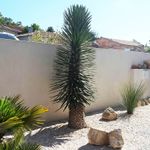 The Yucca is the official tree.