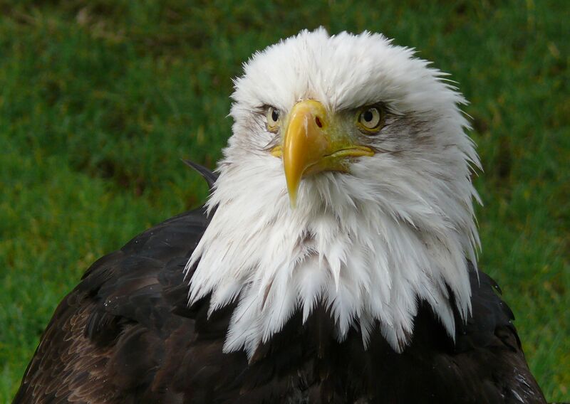 File:Bonumland eagle.jpg