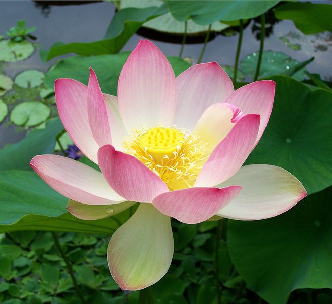 File:Sacred lotus Nelumbo nucifera.jpg