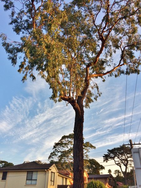 File:Eucalyptus tricarpa - street tree1.jpg