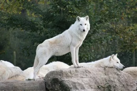 File:White Wolf.webp