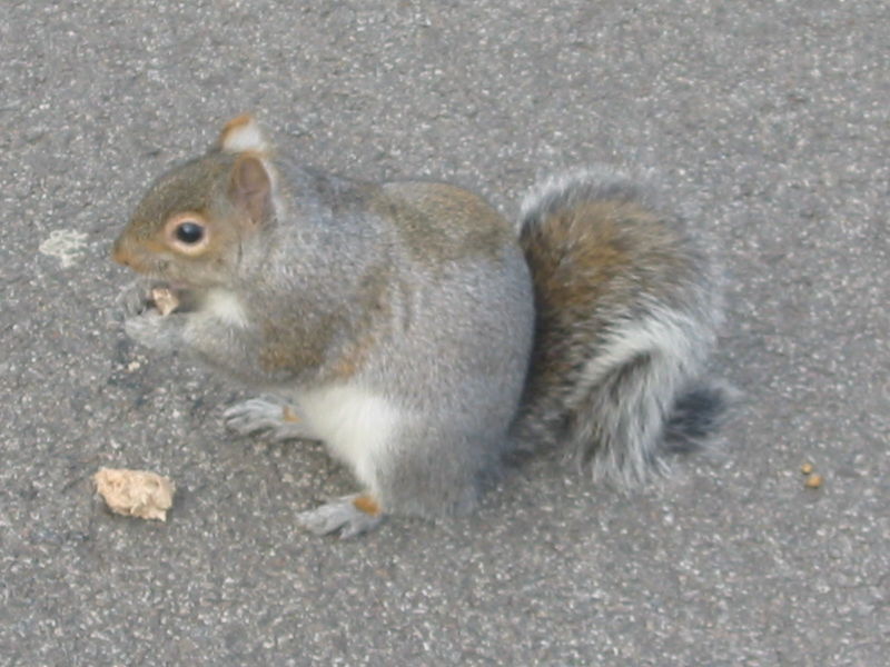 File:SC squirrel.jpg