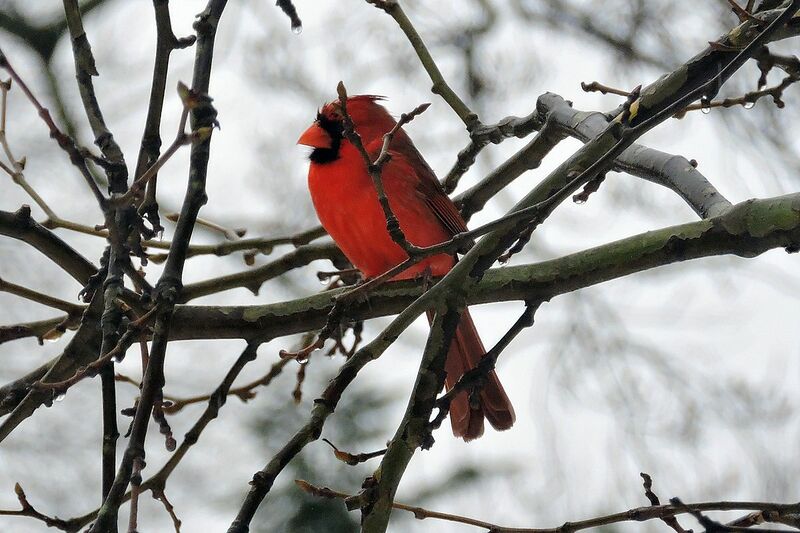 File:Virginia Cardinal.jpg