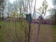 The Principality's flag in a tree in Forestedge on the day the realm was annexed.